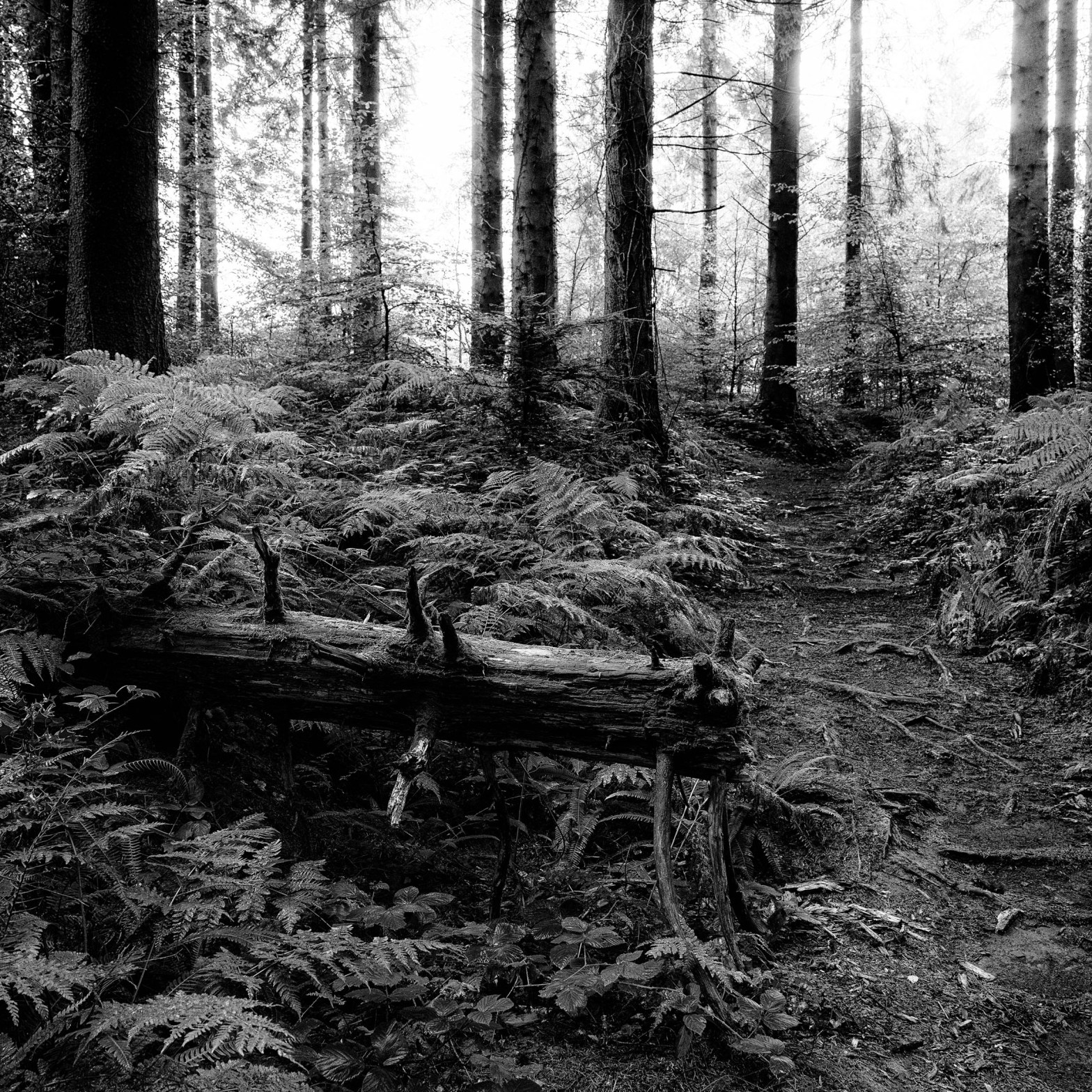 Wentwood Forest – Square Format – September&nbsp;2024